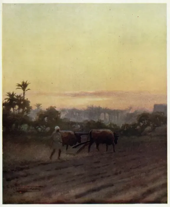 Framed Print : Ploughing, Egypt Framed Print : Ploughing, Egypt