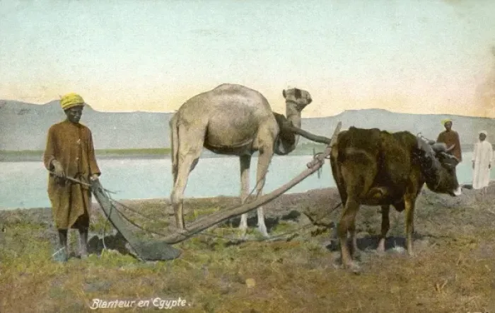 Framed Print : Ploughing, Egypt, 1912 Framed Print : Ploughing, Egypt, 1912