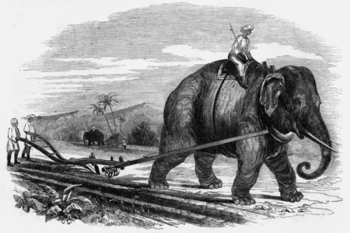 Framed Print : Ploughing, Elephant Framed Print : Ploughing, Elephant