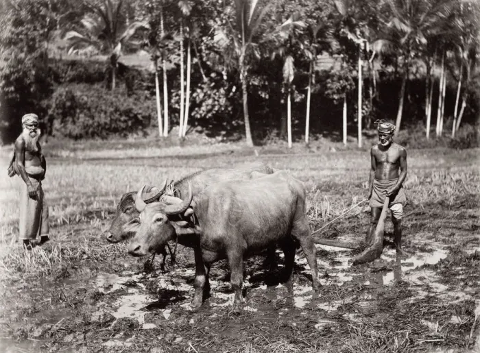 Framed Print : Ploughing a field with oxen, India or Ceylon, Sri Lanka Framed Print : Ploughing a field with oxen, India or Ceylon, Sri Lanka