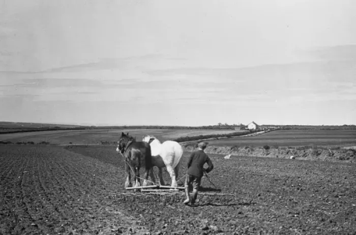 Framed Print : Ploughing with horses Framed Print : Ploughing with horses