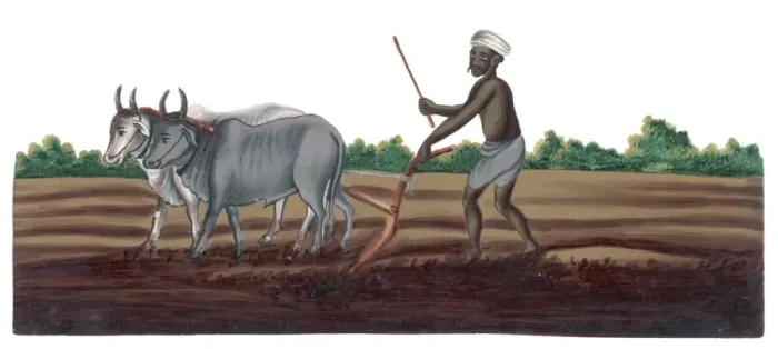Framed Print : Ploughing, India Framed Print : Ploughing, India