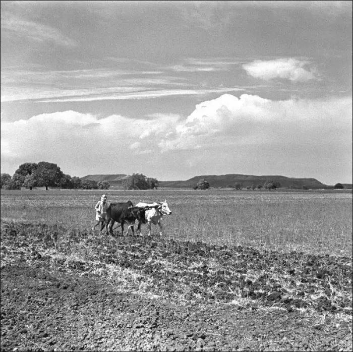 Framed Print : Ploughing in Madhya Pradesh, Central India Framed Print : Ploughing in Madhya Pradesh, Central India
