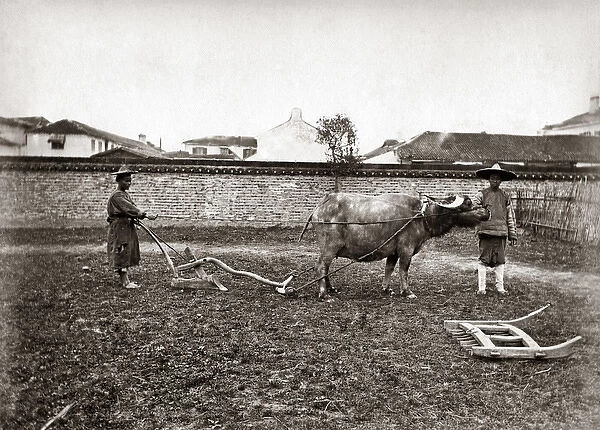 Ploughing with oxen, China, circa 1880