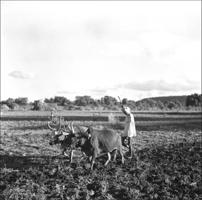Framed Print : Ploughing with oxen, Madhya Pradesh, Central India Framed Print : Ploughing with oxen, Madhya Pradesh, Central India