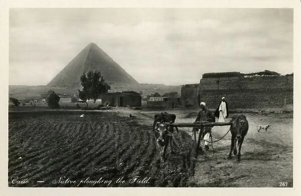 Ploughing with Oxen near Pyramids, Giza, Cairo, Egypt