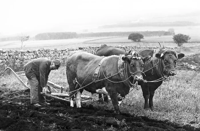 Framed Print : Ploughing with oxen in Scotland Victorian period Framed Print : Ploughing with oxen in Scotland Victorian period