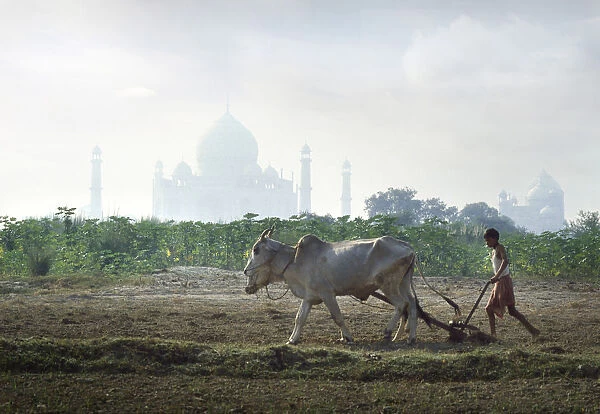 Ploughing with oxen, Taj Mahal, India
