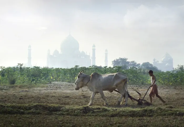 Framed Print : Ploughing with oxen, Taj Mahal, India Framed Print : Ploughing with oxen, Taj Mahal, India