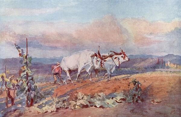 Ploughing with oxen in Tuscany, Italy