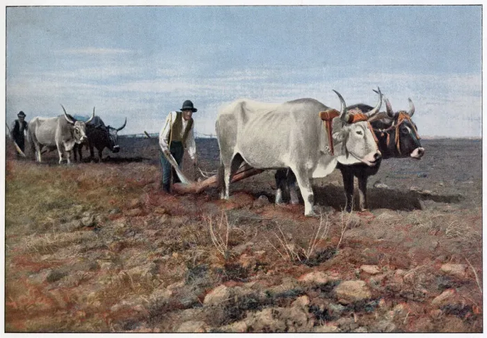 Framed Print : Ploughing in the Roman Campagna, with two pairs of oxen Date: 1890s Framed Print : Ploughing in the Roman Campagna, with two pairs of oxen Date: 1890s
