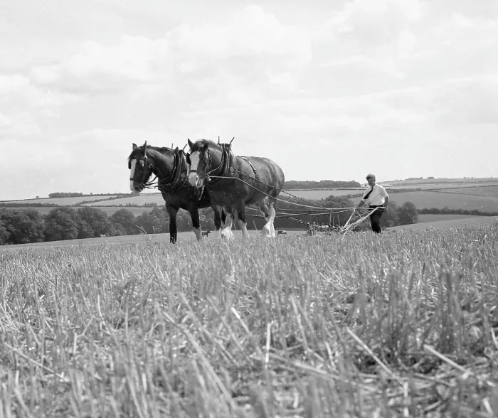 Framed Print : Ploughing with a team of Shire horses Framed Print : Ploughing with a team of Shire horses