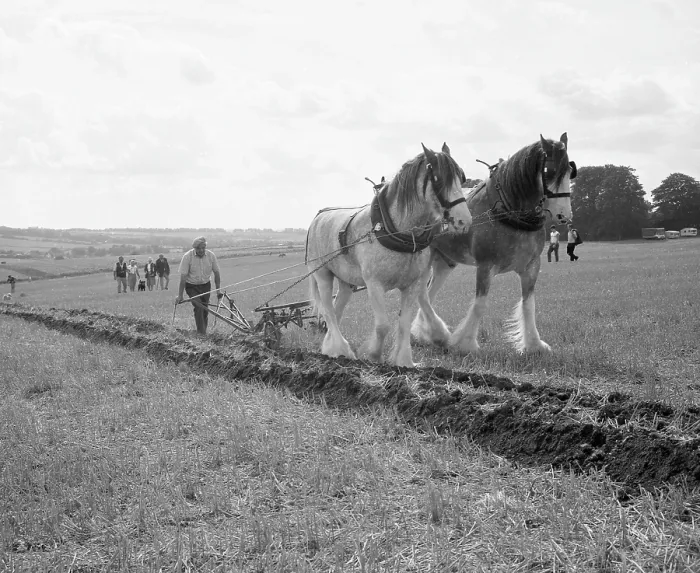 Framed Print : Ploughing with a team of Shire horses Framed Print : Ploughing with a team of Shire horses