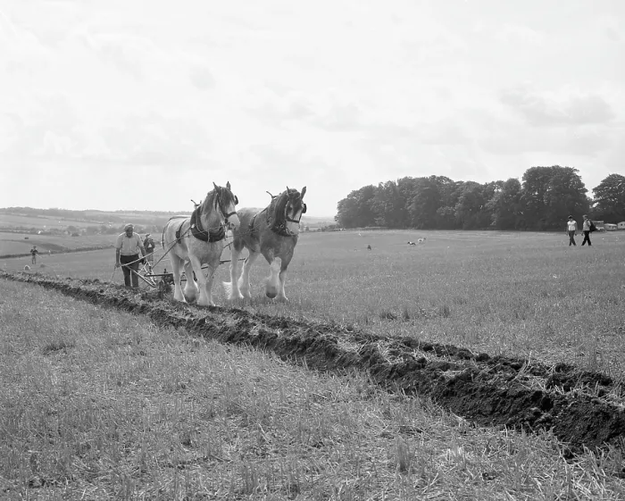 Framed Print : Ploughing with a team of Shire horses Framed Print : Ploughing with a team of Shire horses