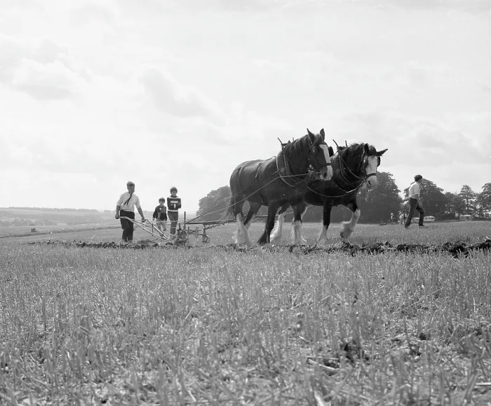 Framed Print : Ploughing with a team of Shire horses Framed Print : Ploughing with a team of Shire horses