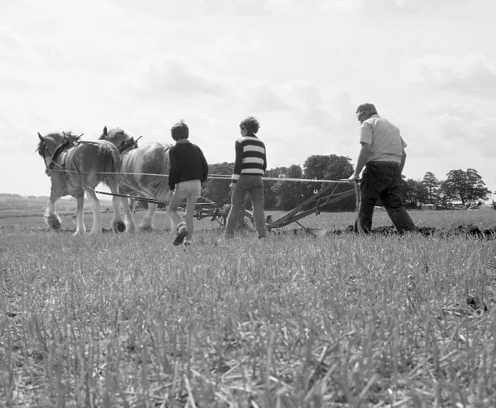 Framed Print : Ploughing with a team of Shire horses Framed Print : Ploughing with a team of Shire horses