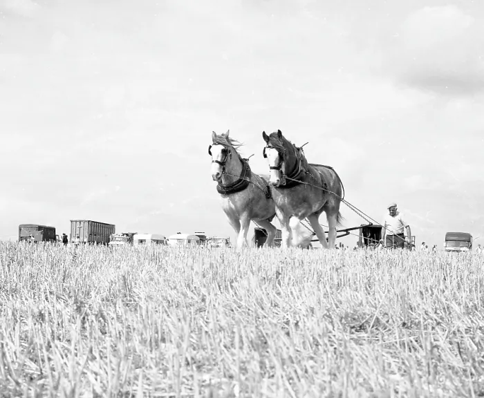 Framed Print : Ploughing with a team of Shire horses Framed Print : Ploughing with a team of Shire horses