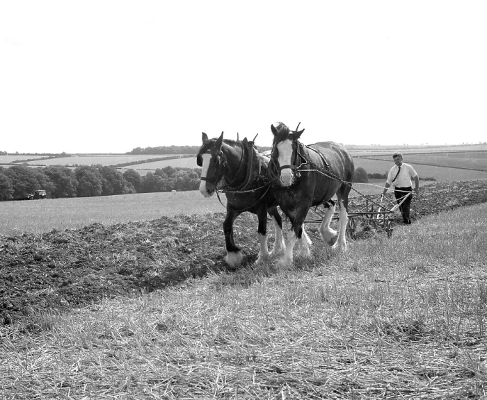 Framed Print : Ploughing with a team of Shire horses Framed Print : Ploughing with a team of Shire horses