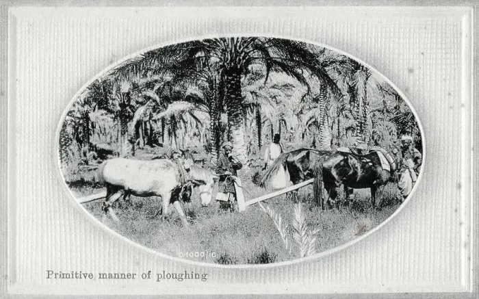 Framed Print : Ploughing with teams of horses in Iraq Framed Print : Ploughing with teams of horses in Iraq