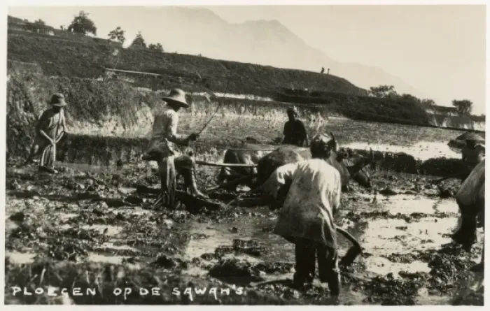Framed Print : Ploughing Teams in the rice fields, Indonesia Framed Print : Ploughing Teams in the rice fields, Indonesia