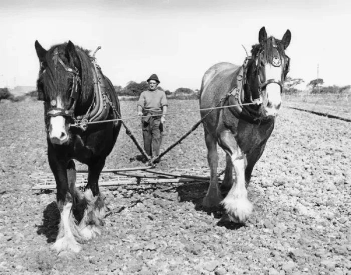 Framed Print : Ploughman with two horses, Hayle, Cornwall Framed Print : Ploughman with two horses, Hayle, Cornwall