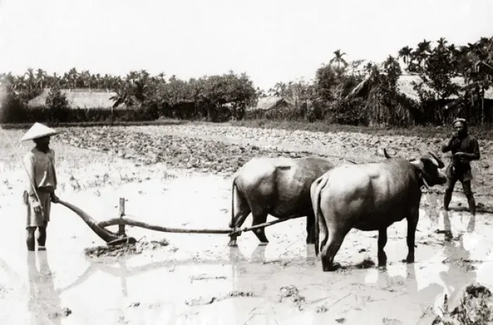 Framed Print : Plought with water buffalo, Indo-China Vietnam, circa 1890 Framed Print : Plought with water buffalo, Indo-China Vietnam, circa 1890