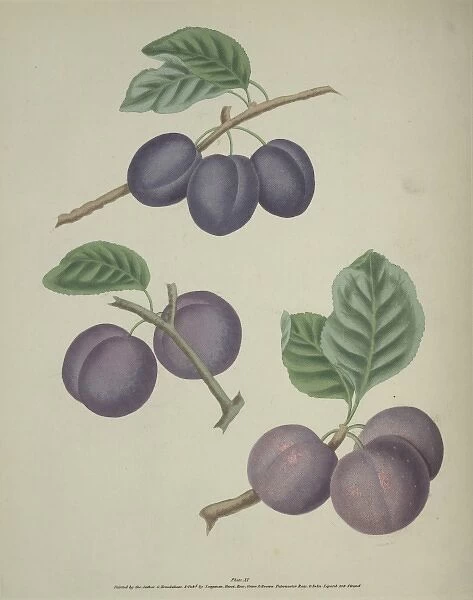 The Plum. Three varieties of the Plum, the upper is the Precos De Tours