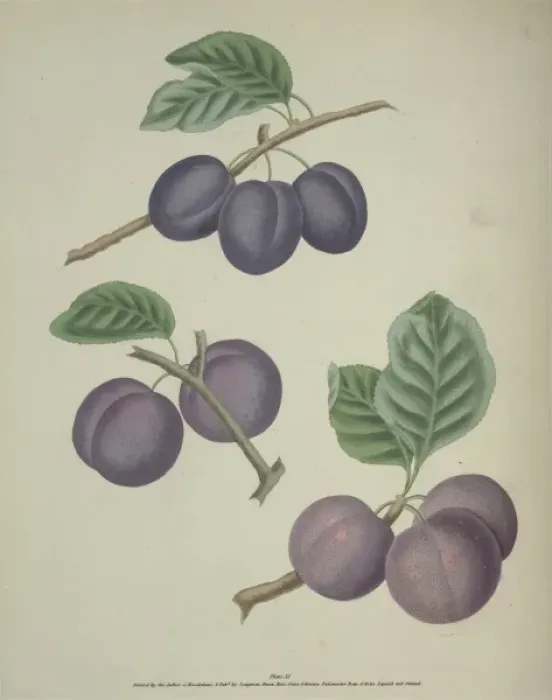 Framed Print : The Plum. Three varieties of the Plum, the upper is the Precos De Tours Framed Print : The Plum. Three varieties of the Plum, the upper is the Precos De Tours