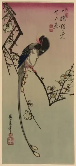 Framed Print : Plum blossom and magpie (long tailed cock onagadori) Framed Print : Plum blossom and magpie (long tailed cock onagadori)