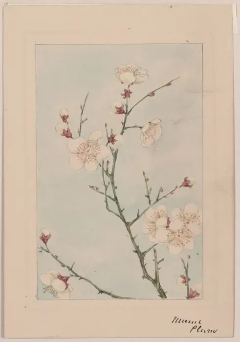 Framed Print : Plum branches with blossoms Framed Print : Plum branches with blossoms
