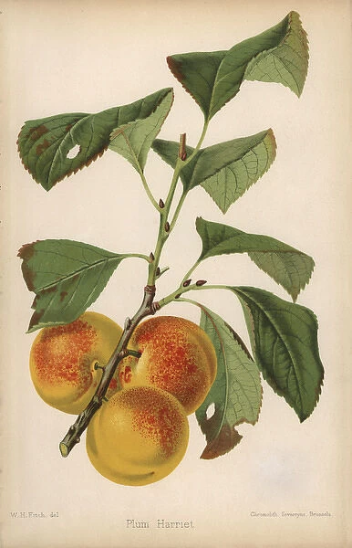 Plum cultivar, Harriet, Prunus domestica