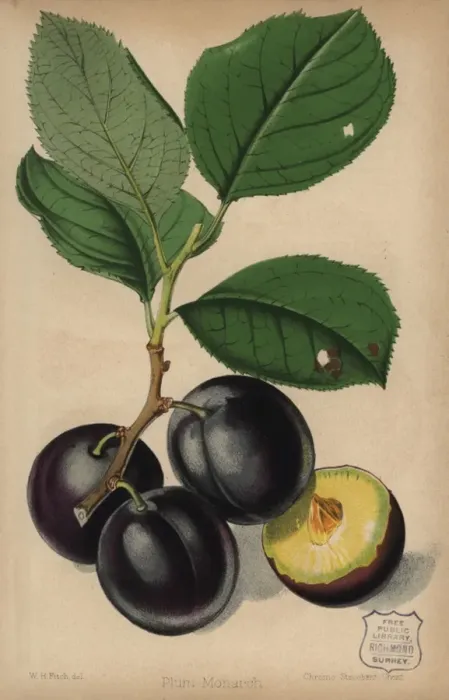 Framed Print : Plum cultivar, Monarch, Prunus domestica Framed Print : Plum cultivar, Monarch, Prunus domestica