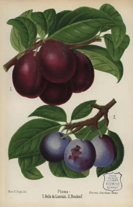 Framed Print : Plum cultivars: Belle de Louvain and Boulouf Framed Print : Plum cultivars: Belle de Louvain and Boulouf