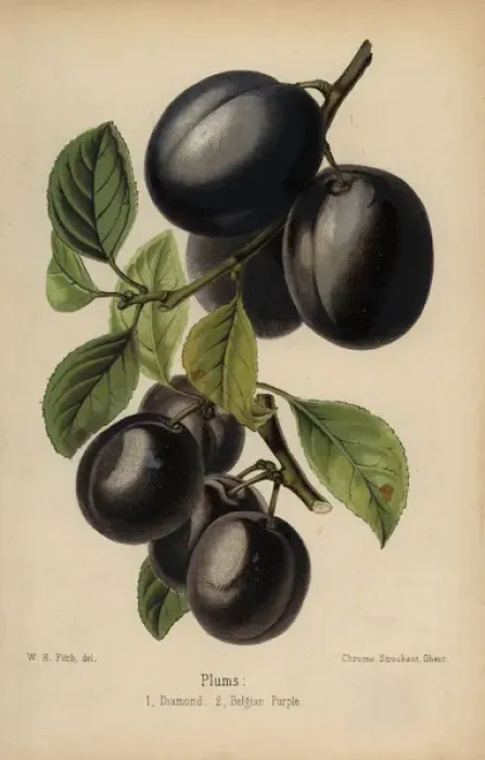 Framed Print : Plum cultivars: Diamond and Belgian Purple Framed Print : Plum cultivars: Diamond and Belgian Purple