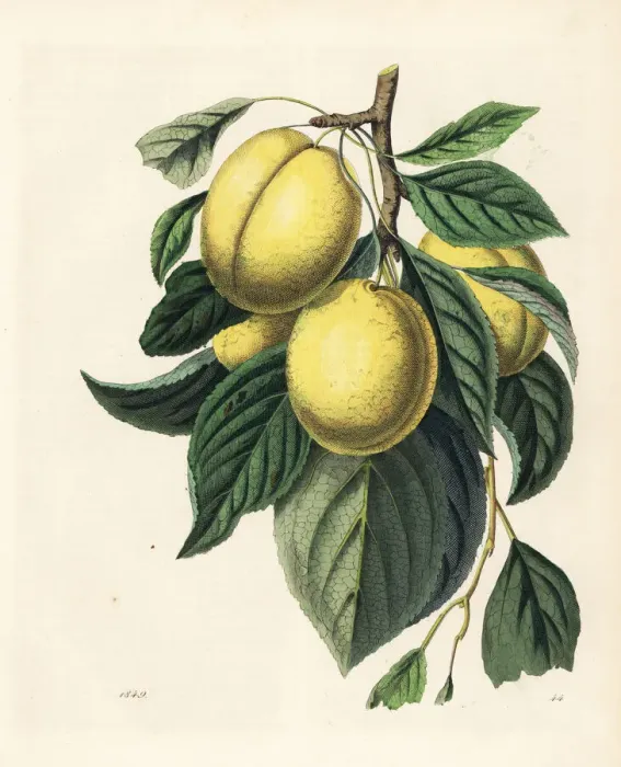 Framed Print : Plum or prune, Prunus domestica Framed Print : Plum or prune, Prunus domestica