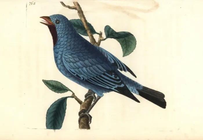 Framed Print : Plum-throated cotinga, Cotinga maynana Framed Print : Plum-throated cotinga, Cotinga maynana