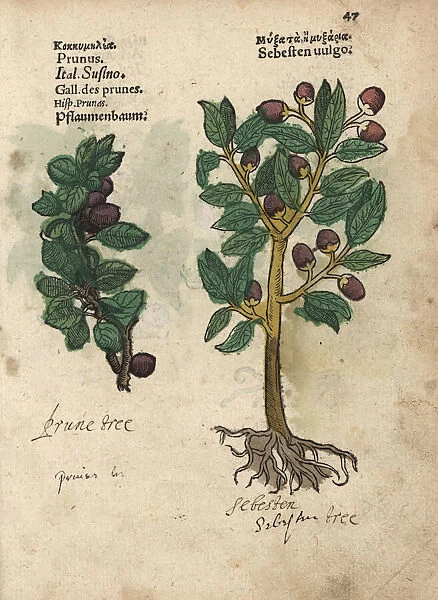 Plum tree, Prunus domestica, and siricote