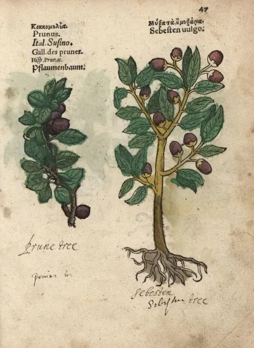 Framed Print : Plum tree, Prunus domestica, and siricote Framed Print : Plum tree, Prunus domestica, and siricote