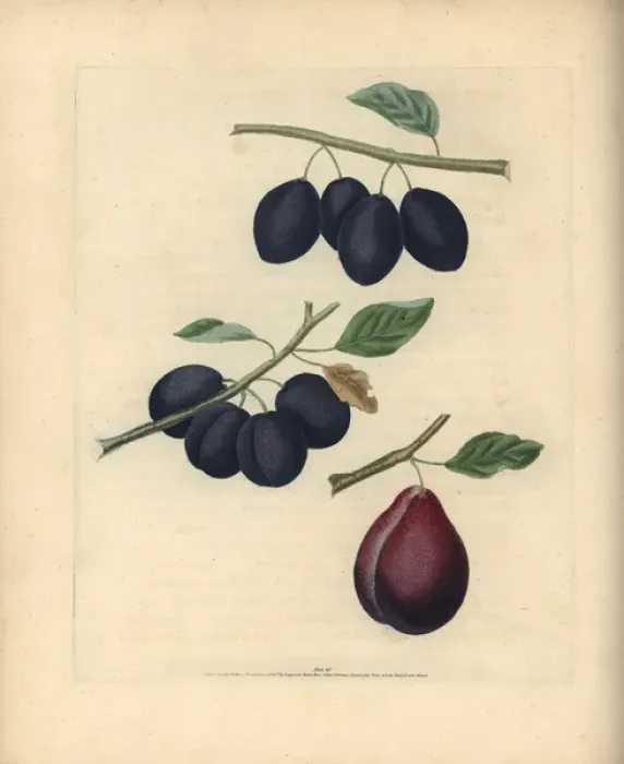Framed Print : Plum varieties, Prunus domestica Framed Print : Plum varieties, Prunus domestica