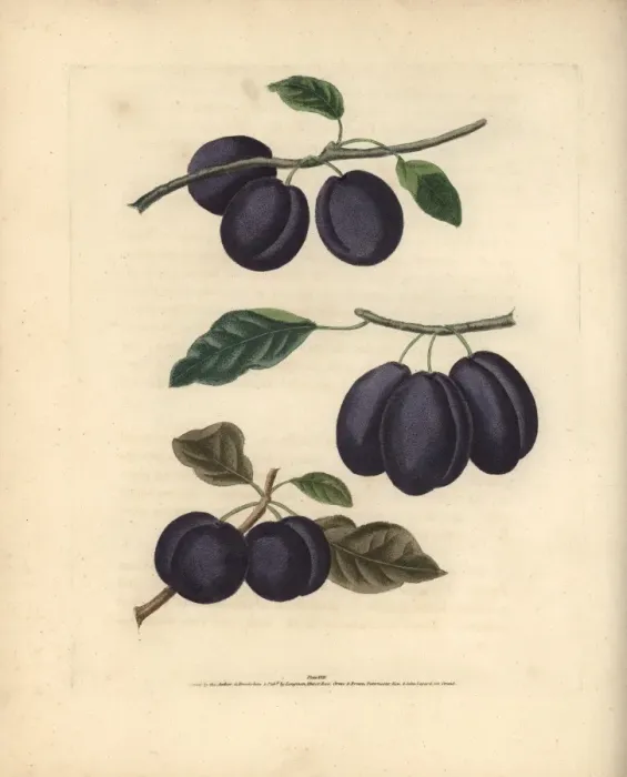 Framed Print : Plum varieties, Prunus domestica Framed Print : Plum varieties, Prunus domestica