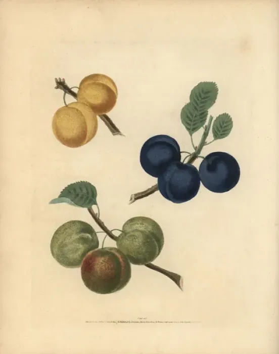 Framed Print : Plum varieties, Prunus domestica Framed Print : Plum varieties, Prunus domestica