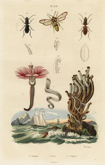 Framed Print : Plume worm, hornet moth and beetles Framed Print : Plume worm, hornet moth and beetles