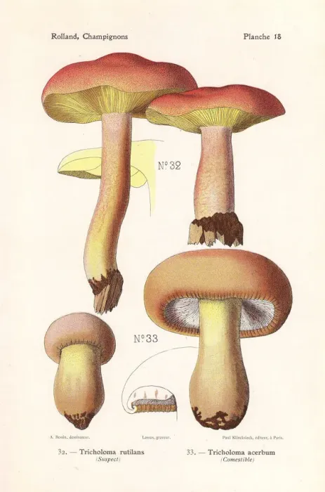 Framed Print : Plums and custard mushroom and bitter knight Framed Print : Plums and custard mushroom and bitter knight
