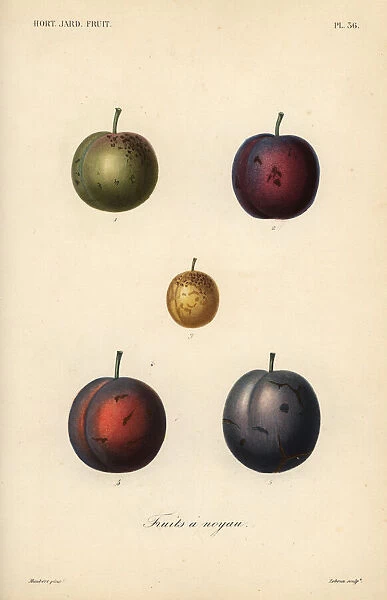 Plums and prunes, Prunus domestica