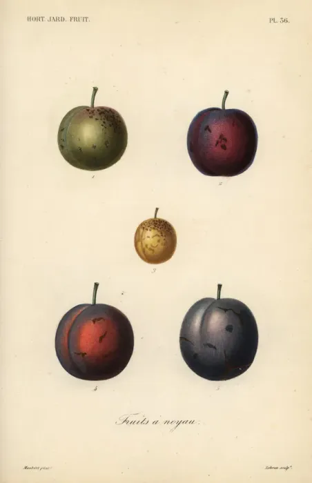 Framed Print : Plums and prunes, Prunus domestica Framed Print : Plums and prunes, Prunus domestica