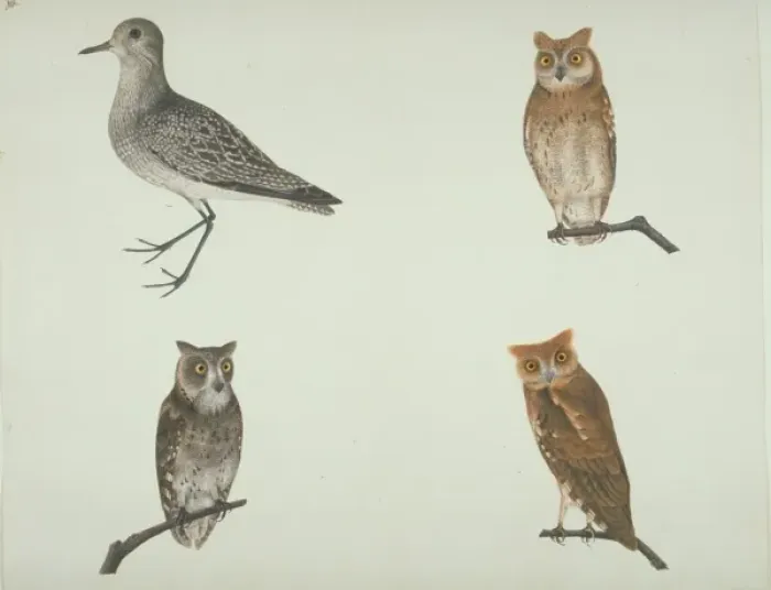 Framed Print : Pluvalis squatarola, grey plover and other owls Framed Print : Pluvalis squatarola, grey plover and other owls