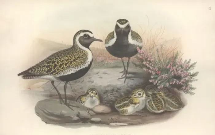 Framed Print : Pluvialis apricaria, Eurasian golden plover Framed Print : Pluvialis apricaria, Eurasian golden plover
