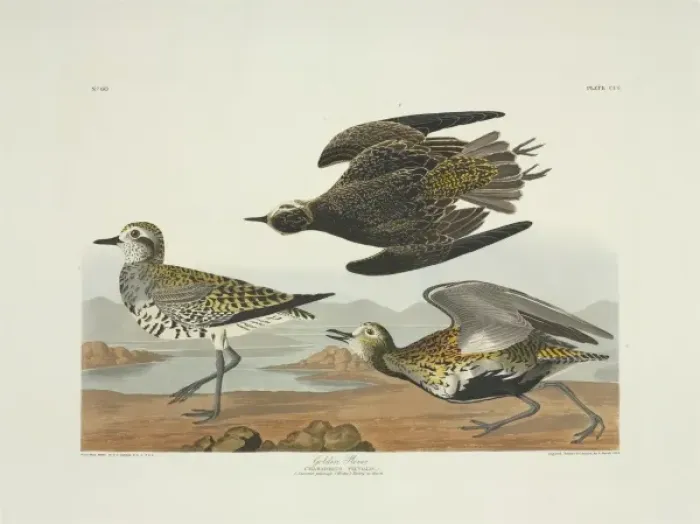 Framed Print : Pluvialis dominica, American golden plover Framed Print : Pluvialis dominica, American golden plover