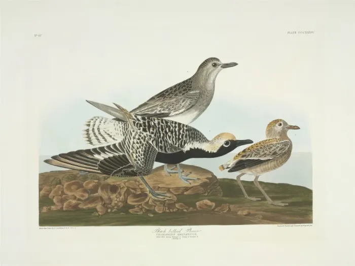 Framed Print : Pluvialis squatarola, grey plover Framed Print : Pluvialis squatarola, grey plover