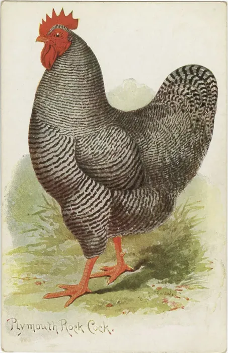 Framed Print : PLYMOUTH ROCK COCK - by the sound of it, an American member of the Gallus species) Date: circa 1910 Framed Print : PLYMOUTH ROCK COCK - by the sound of it, an American member of the Gallus species) Date: circa 1910